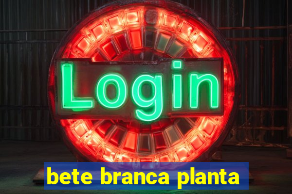 bete branca planta